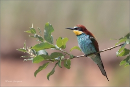 <p>VLHA PESTRÁ (Merops apiaster) střední Čechy ----- /European bee-eater - Bienenfresser/</p>